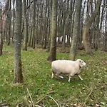 Glamping Bubbeltent In Bos Met Hottub, 20m Amsterdam Zuidoostbeemster