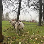 Bubbeltent In Bos Met Hottub, 20m Amsterdam