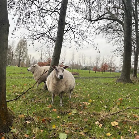 Bubbeltent In Bos Met Hottub, 20m Amsterdam