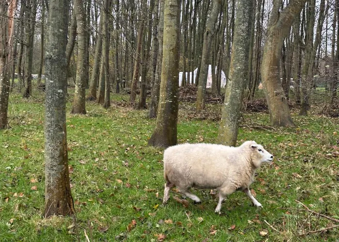 Luksustelt Bubbeltent In Bos Met Hottub, 20m Amsterdam Zuidoostbeemster