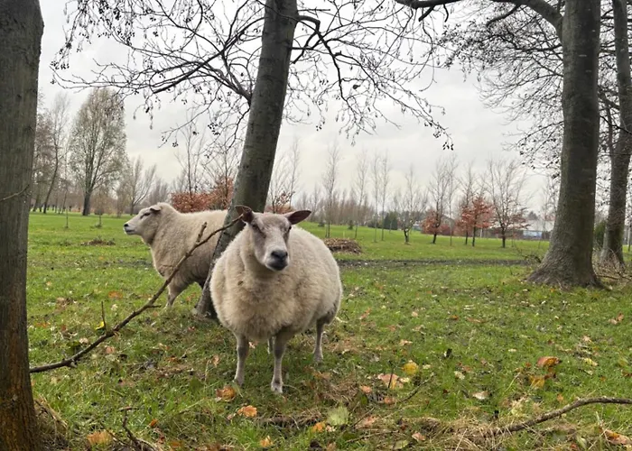 Bubbeltent In Bos Met Hottub, 20m Amsterdam